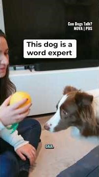 This dog is a word expert #dogs #shorts #smartdog