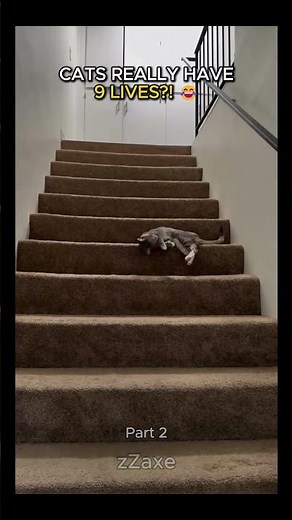Funny Cats Falling 😂 Try Not To Laugh #usa #fails