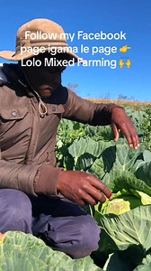 Ndandifisa ukubanjena xandimdala 🙌👩‍🌾Lolo mixed farming👩‍🌾@topfans | Lolo mixed farming