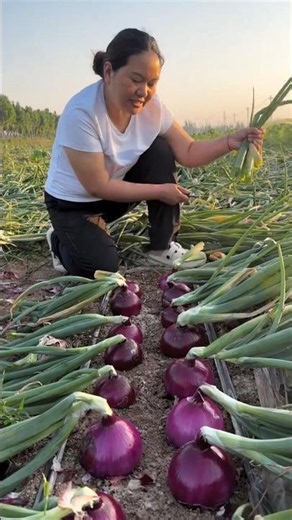 Amazing high yielding Onion 🧅🧅 | Harvesting fresh onion from Farm #onion #harvest