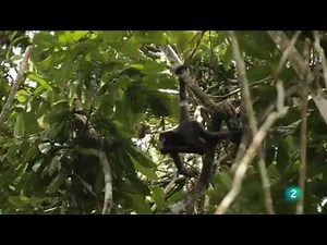 AMAZONIA SALVAJE | Grandes documentales