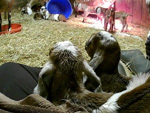 Live Birth of a Nubian Goat. Incredible Experience of Life. And Scary Moment too.