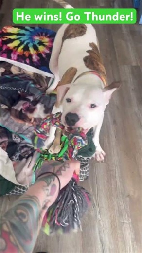 Mortal Kombat with Thunder - Round 2 & 3- FIGHT