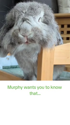 The National Rabbit Festival 2025: Tickets Available Now!