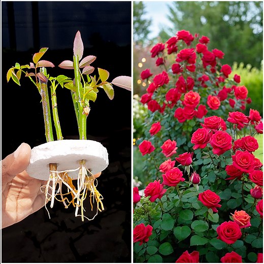 Stem to plant || How to grow rose plant at home || Tips & tricks in this video | DIY IndoorGarden