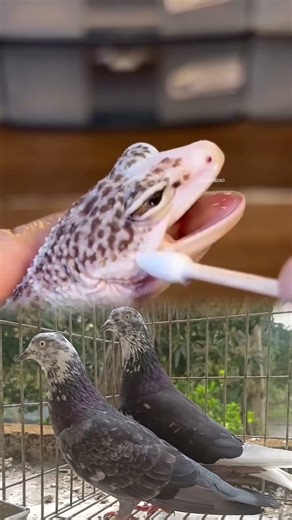 Lizard Eye Infection Treatment | Vet Carefully Saves Reptile 🦎💚 #animalrescue