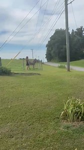 9.3K views · 222 reactions | Harold the Donkey hears the funeral of his beloved owner as it passes through Rolling Creek. #fblifestyle | Clarke County Hot Topics | Facebook
