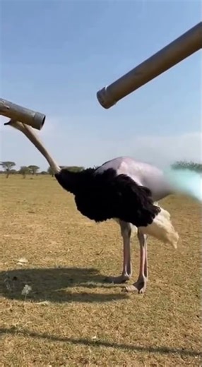 This Ostrich Forgot It Wasn’t a Comedian 😂🦩 #short #animals