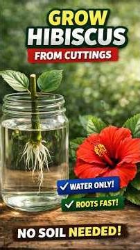 Grow Hibiscus from Cutting in Water 🌺 #shorts #hibiscus #trendingshorts