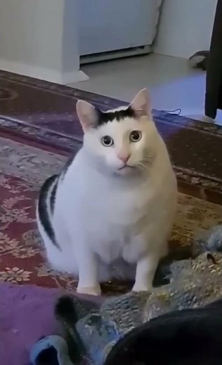 confused huh cat meme template #shorts #cat #youtubeshorts #memetemplate