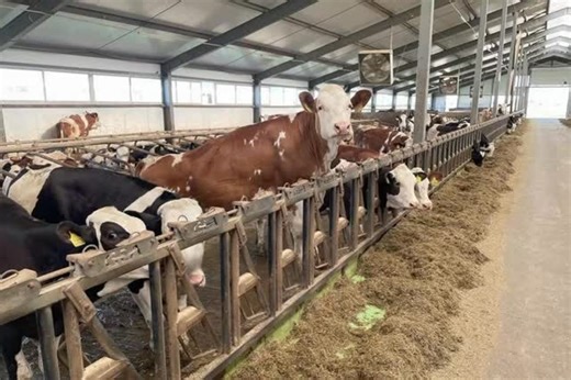 NO-COMMENT.KZ on Instagram: "🥛🐄 В Алматинской области построят молочно-товарную ферму на 1 200 голов 🇰🇿 В городе Конаев запланировано строительство современной молочно-товарной фермы на 1 200 голов крупного рогатого скота. Проект направлен на развитие молочного животноводства и увеличение объёмов отечественной продукции 📈 📍 Для реализации инвестпроекта уже выделен земельный участок площадью 1 955 га. На первом этапе на 700 га начата подготовка земель под посев кормовых культур 🌾 💧 Для по