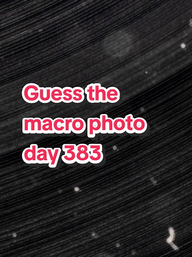 Macro Photography Challenge: Guess This Photo Day 383