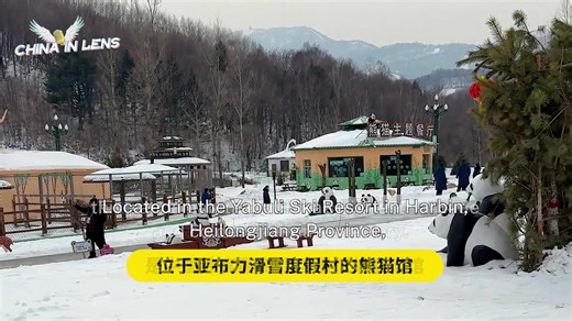 Imagine visiting the world's most iconic and adorable creatures in the highest and coldest panda house in China! Join Xiaoyu to witness these majestic pandas thrive in their natural, chilly environment. #ChinainLens #AsianWinterGames2025 | China in Lens