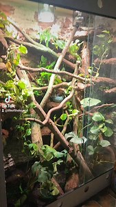 #enclosure #terraristik #tigerpython #burmesepython #reptilekeeper #amazing #terrariumbau #reptilesoftiktok #tiktok #tiktokgermany #python #snake #tooltime #work #exoticpets #wow #terrarium #viral #viraltiktok #foryou #4u #schlange #kiss #love #foryoupage #passion #exotic #fy #fypシ #fypageシ | Fabians Reptilienraum