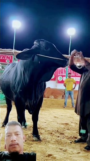 Sapi qurban | Sapi jumbo bobot 1 ton up #sapiqurban#shortsfeed #cow #sapigemuk #animals