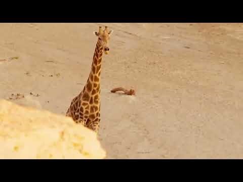 How Wild Animals Really Survive in Nature