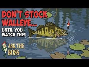 🐟Walleye Facts - Ask The Boss