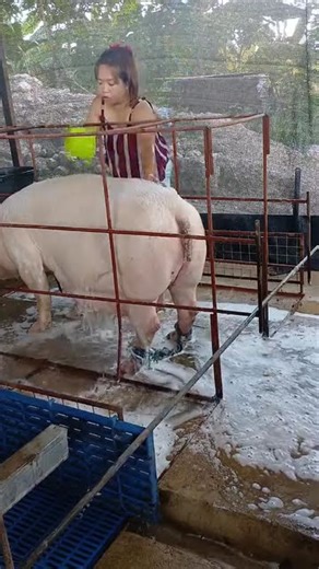 Real Pig Farming Life | Daily Feeding #PigFarming #FarmLife #PigFeed