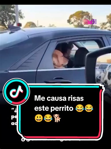 Perrito Cómodo y Divertido en TikTok