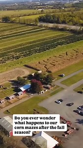 1.4K views · 134 reactions | Behind the scenes: transitioning the farm from Fall to Christmas Tree Season! Check out the combine harvesting our corn fields and corn mazes  | Unangst Tree Farms, LLC | Facebook