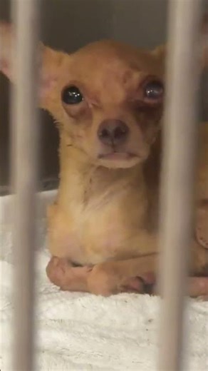 Starved Chihuahua Seized From House Of Horror [STORY BELOW]