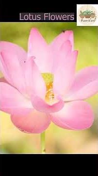 Lotus Flowers Bloom 🌸 | Relaxing Nature Sounds | Calm & Peaceful | Kawal ke Phool | 4k video