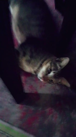 Big bad cat