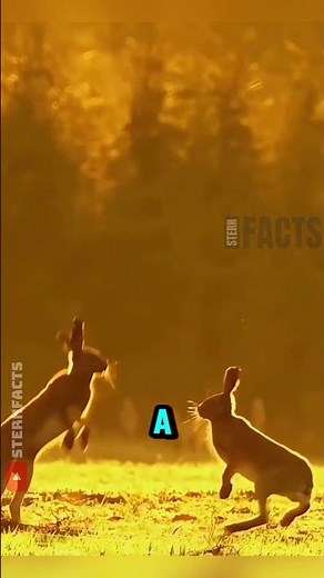 Why Do Rabbits Do This Adorable Jumping Dance? 🕺🐇