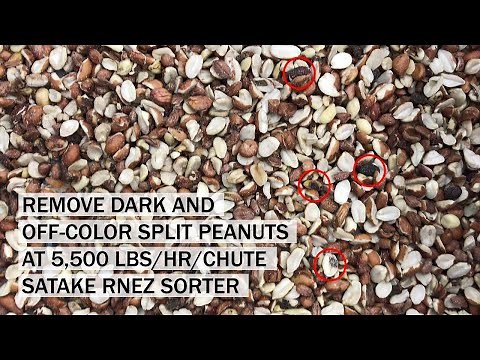 Satake RNEZ Sorting Peanut Splits at 5500 lbs/hr/chute Removing Dark and Off Color (4K)