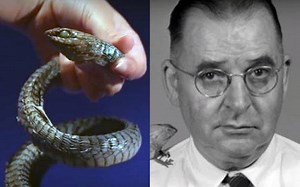 What it feels like to die from a snake bite: Here's a dying doctor's account