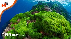 استخدام الطحالب الدقيقة لانتاج الطاقة - BBC News عربي