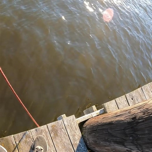 4.6K views · 101 reactions | A diver's day took a turn when 'something felt missing' during a routine search. Amidst the usual finds, an unexpected discovery surfaced, leaving everyone in disbelief. 'I can't believe I just found this!' What would you do? #ScubaDiving #UnderwaterFinds #Mystery #Unexpected #Adventure #CoolFinds #magnetfishing | The Fisher | Facebook