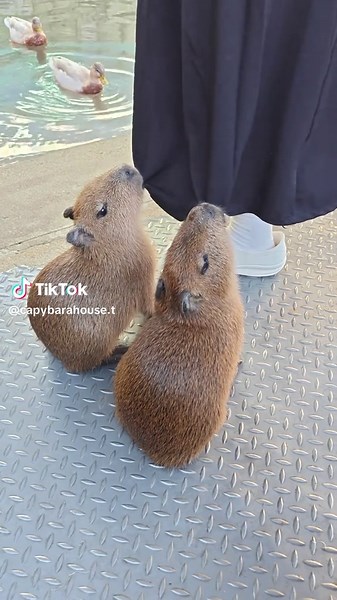 Cute Capybara Videos: Laugh and Feel the Peace