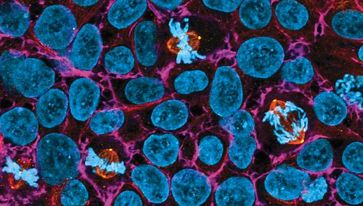 IntestiCult™ Intestinal Organoid Culture Media