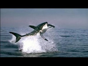 Planet Earth (TV Mini Series 2006)