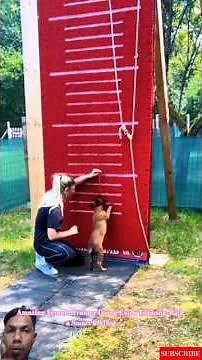 Amazing Female Trainer Doing Extra Training With a Smart K9 Dog 🐕💪 #malinois #germanshepherd #love