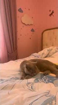 Ali Baba’nın Çiftliği’nde bayramlaşma…