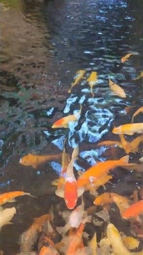 Colorful fish swim peacefully under gentle cascades in the scenic pond