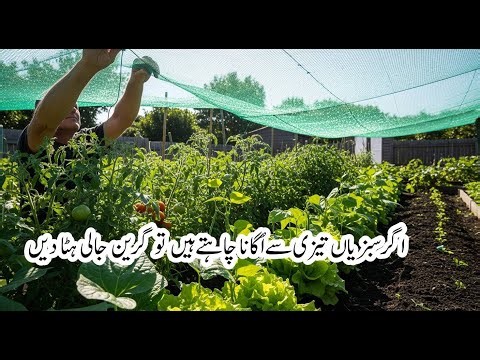 Remove the Green Net If You Want Faster Vegetable Growth | Must-Know Winter Gardening Tip