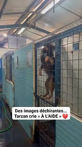 865K views · 14K reactions |  URGENCE POUR TARZAN ‼️ JE ME MET EN...