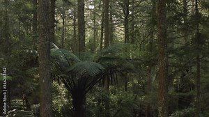 Rising through branches of redwood forest in Rotorua, New Zealand as sun sets. 4k