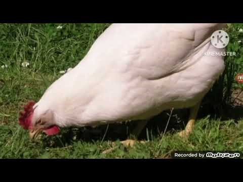 Old MacDonald Had a Farm Leon and Tucaneon Animals Pack ‪@kadeduck‬