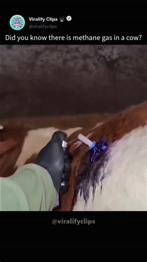 Viralify Clips 🎥 on Instagram: "This video explains how cows naturally produce methane gas during digestion. As food ferments in their stomachs, methane builds up and is released mainly through burping, making livestock a significant source of greenhouse gas emissions. It’s a simple biological process with a surprisingly large impact on the environment, helping people understand why agriculture is often part of climate change discussions. #Environment #ScienceFacts #ClimateChange #AgricultureIm