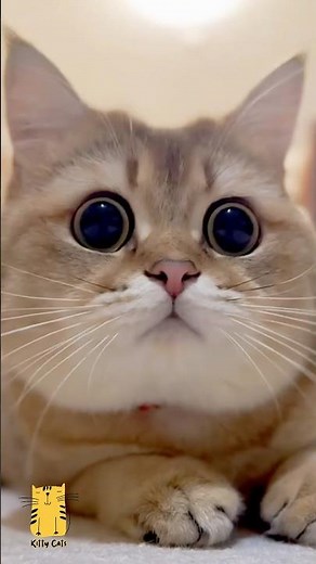 Funny Cat & Cute Kittens685😻 #shorts #kucing #kucinglucu #funny #pet #cat #foryou #viral #viralvideo