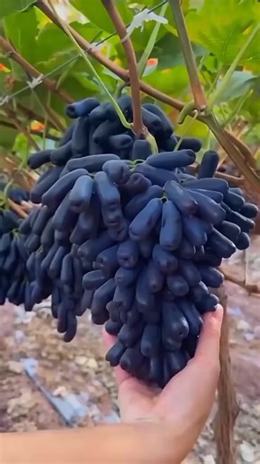 Bibit anggur moondrof bisa di order kk Bibit anggur Moondrop https://s.shopee.co.id/5pzstRbROd | Petani modern