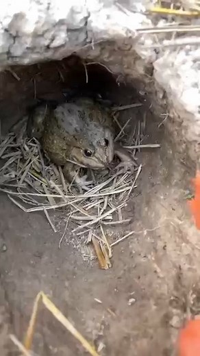 299K views · 973 reactions | Video funny frog 藍 . . . . . #frog #nature #amphibian #frogs #wildlife #frogsofinstagram #photography #naturephotography #poisondartfrog #dartfrog #animals #treefrog #wildlifephotography #frogforestdesigns #art #amphibians #florida #animal #toad #exoticpets #amphibiansofinstagram #love #outdoors #herpetology #travel #green #fishing #naturelovers #reptile #beautifullife | VideosFrog TV | Facebook