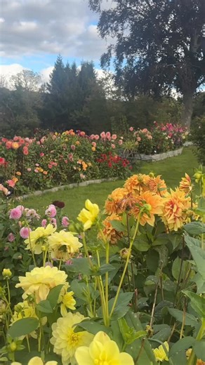 Arendahlia - Dahliahagen i Arendal on Instagram: "«Tvangsvlogg». Skulle egentlig begynne å jobbe i hagen og forbedrede morgendagen, men har pådradd meg en sykdom som jeg tror heter «Tvangsvlogging». Anyway! Det er lørdag. Det er 27. september og straks kommer oktober. Jeg er overveldet over egen hage! Endelig. Det største kritikeren er meg selv. Nå er jeg happy! Hagen er i full blomst. 🤩🤩🤩🥳🥳🥳 ha en spinnvill lørdag godtfolk! ❤️❤️❤️ #vlog #arendahlia_vlog #hagevandring #amfi #frøhage #barne