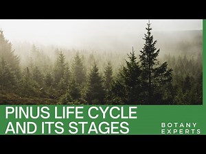 Pinus Life Cycle and Its Stages