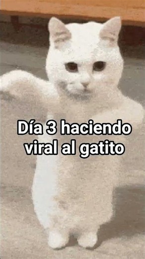 día 3 haciendo viral al gatito #cat #dance jijijiji