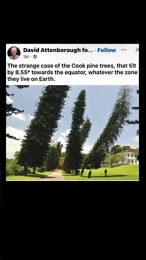 cook pine trees always tilt | Subscribe for more #motivation 😊👍